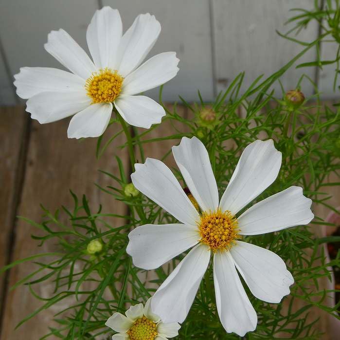 Amazon.co.jp: コスモス 苗 小株 3.5号 ピンク 赤 白 秋桜 花壇苗